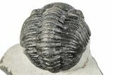 Curled Pedinopariops Trilobite - Mrakib, Morocco #287672-4